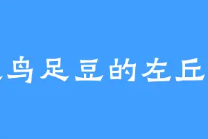 喜欢鸟足豆的左丘青鱼