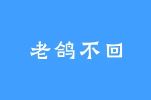 老鸽不回
